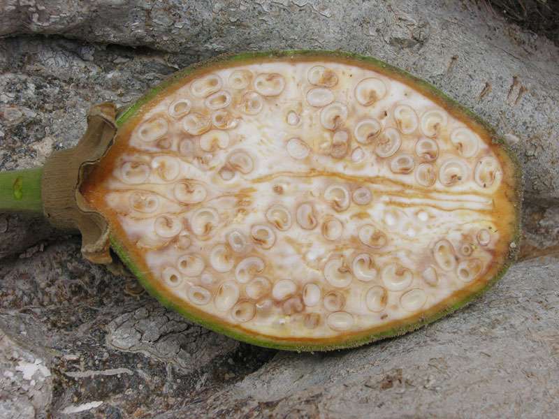 Coupe d'un fruit de baobab Coupe d'un fruit de baobab