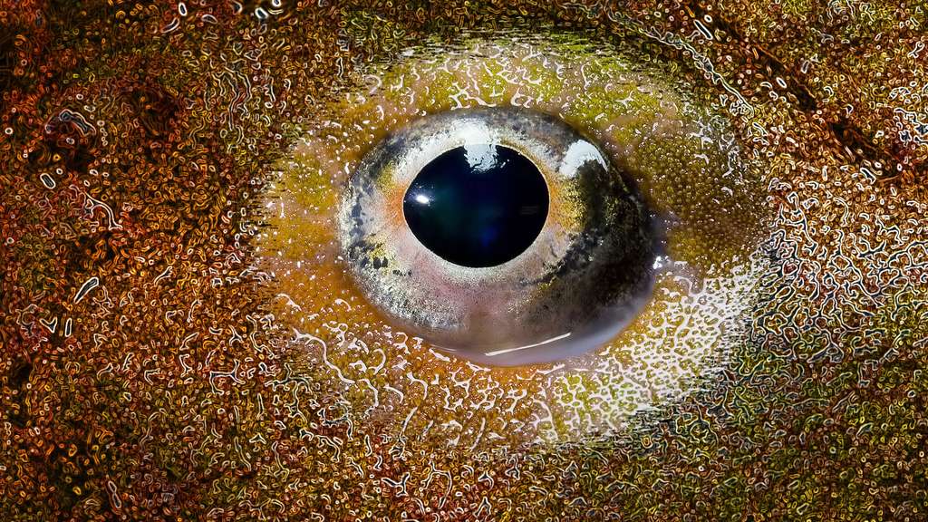 L'œil fixe du poisson L'œil fixe du poisson