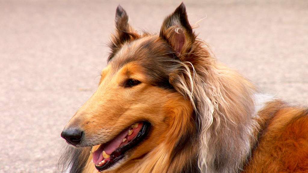 Le colley, un chien doux et fidèle Le colley, un chien doux et fidèle