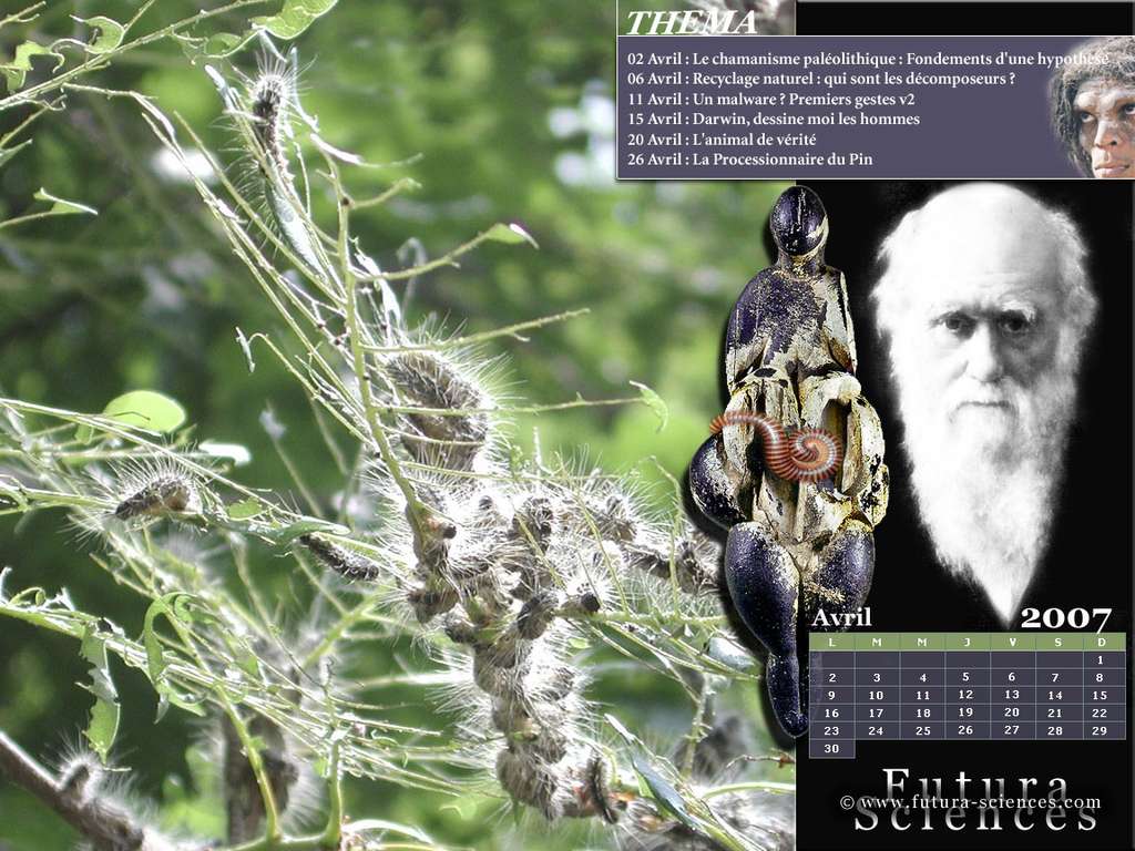 Chamanisme - Darwin Chamanisme - Darwin