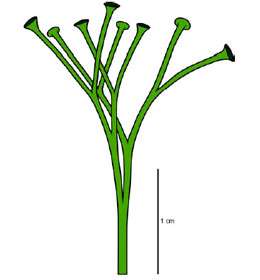 Fig. 3 :Cooksonia Reconstitution de la partie aérienne de la plante.