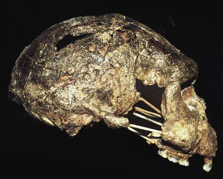 L’Homo erectus Sangiran 17. © Semenanjung, MQPI
