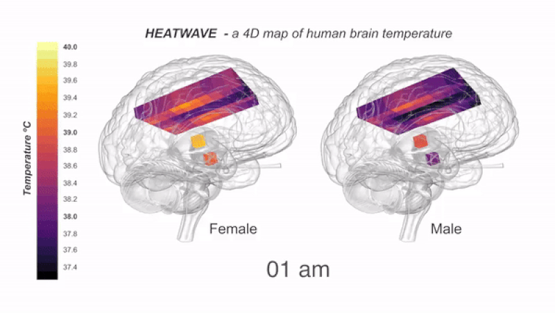 La carte en 4D des variations de température dans le cerveau chez les femmes et les hommes en fonction du moment de la journée. © N Rzechorzek et al., Brain