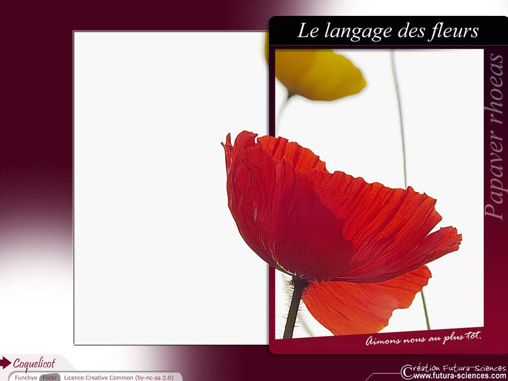 Coquelicot : Aimons nous ... Coquelicot : Aimons nous ...