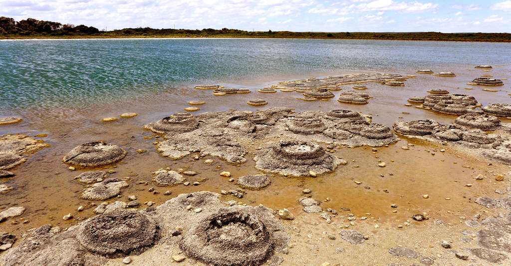 Stromatolites de Shark Bay. © Bahnfrend, Wikimedia Commons, CC by-sa 4.0