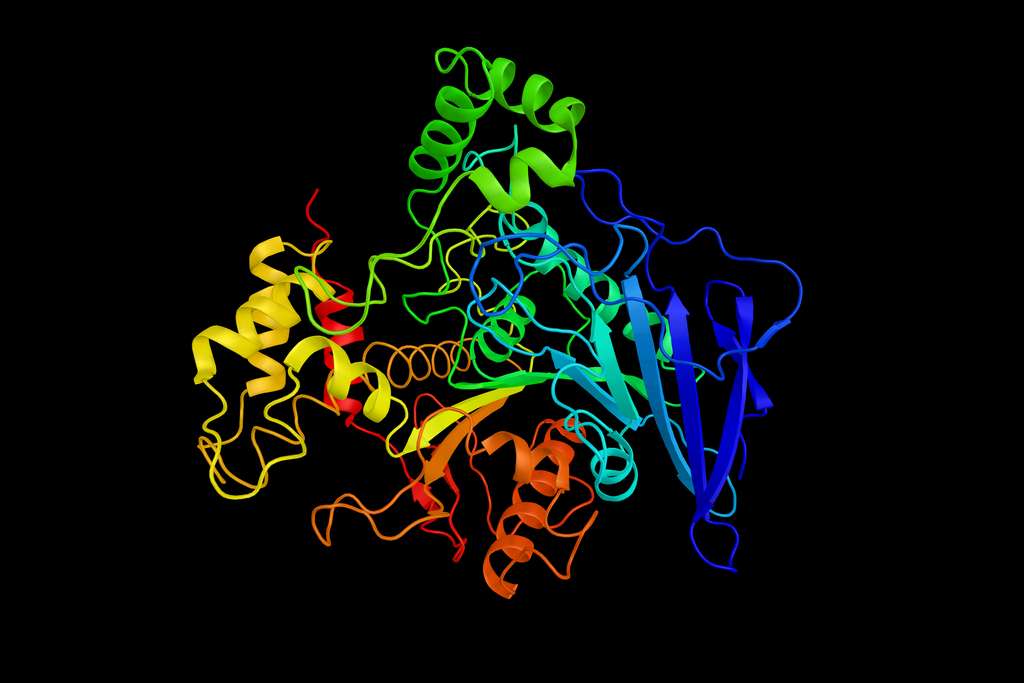 Exemple de la structure 3D d'une protéine. Ici, un enzyme du pancréas. © ibreakstock, Adobe Stock