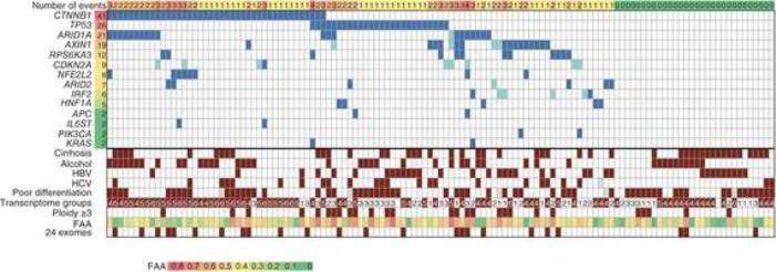 Les auteurs sont parvenus à établir une cartographie des mutations génétiques à l'origine des cancers du foie. Quatre gènes sont impliqués. À gauche sur l'image : les gènes étudiés, en bleu les mutations. © Jessica Zucman-Rossi et al., Nature Genetics