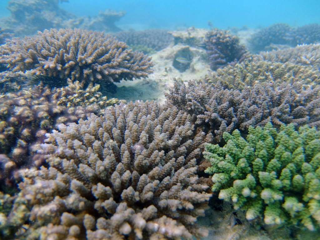 Selon leur couleur, les coraux Acropora tenuis résistent plus ou moins à la hausse des températures de l'eau. S'agit-il d'une corrélation ou d'une causalité ? © Kohei Shintaku