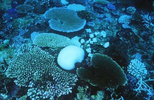 Mort du corail (blanchissement) dans l'Océan Pacifique. © IRD - Pierre Laboute