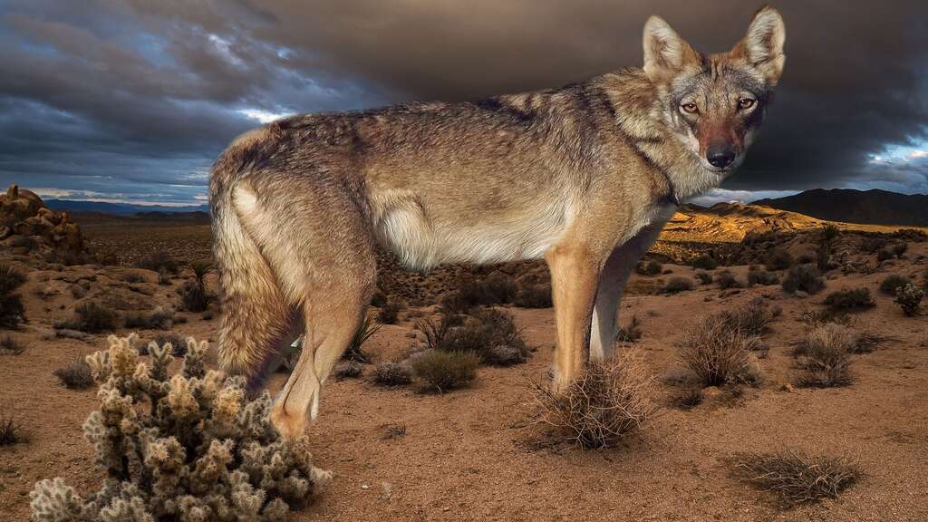 Photo Le Loup Darabie Taillé Pour Le Désert