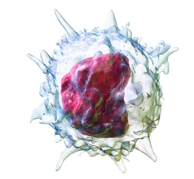 Les monocytes proviennent des mêmes cellules souches que les globules rouges. © BruceBlaus, Wikimedia Commons, cc by 3.0