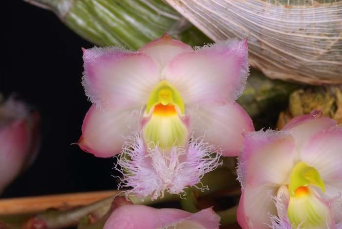 Orchidée Clowesia rosea