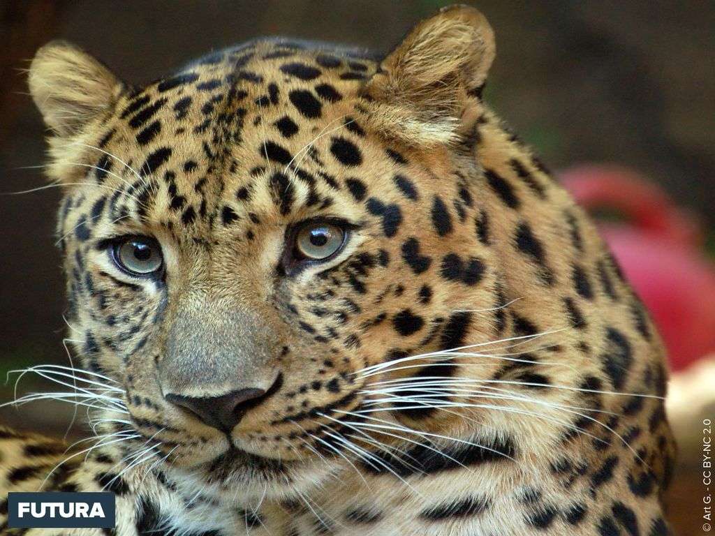 Léopard de l'amour Pantheras pardus orientalis Léopard de l'amour Pantheras pardus orientalis