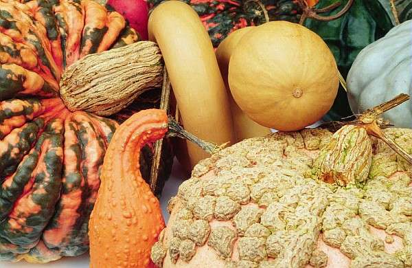 Cucurbitacées : les légumes d'Halloween Cucurbitacées : les légumes d'Halloween