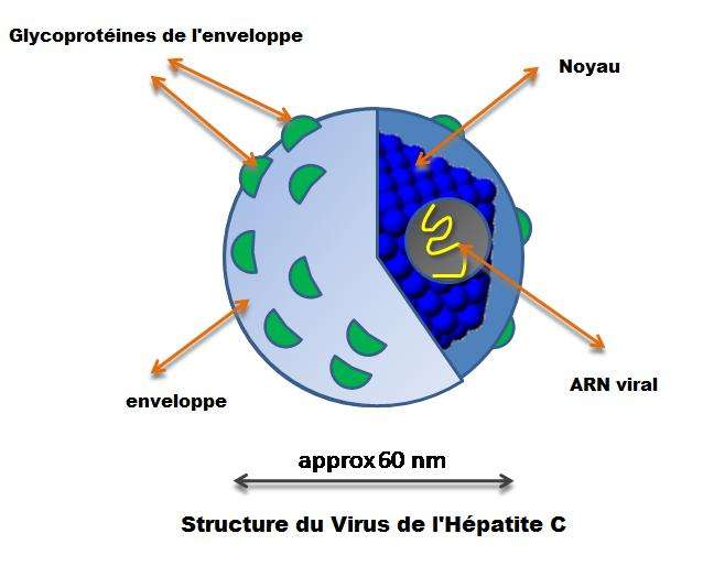 Le VHC est un virus à ARN. Son patrimoine génétique se trouve dans un noyau recouvert d'une enveloppe. Les glycoprotéines de l'enveloppe permettent au virus de se lier et de pénétrer dans les cellules hépatiques. © Graham Colm, Wikipédia, DP