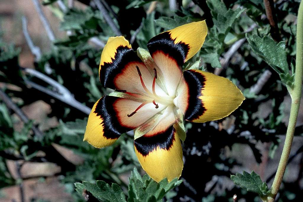 Une fleur endémique du Kaokoland, en Namibie : Turnera oculata