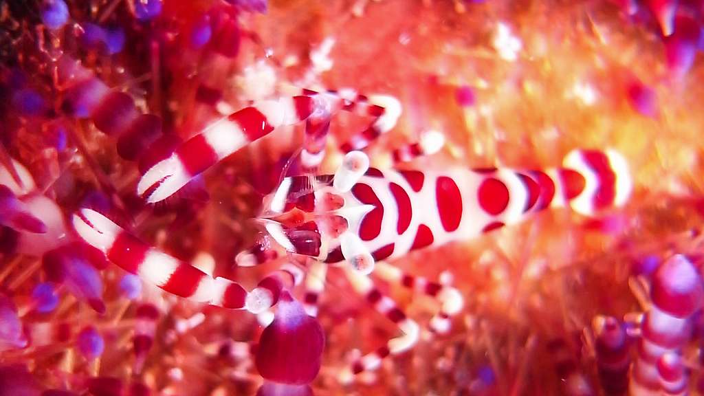 Une crevette aux couleurs vives, aux Philippines Une crevette aux couleurs vives, aux Philippines