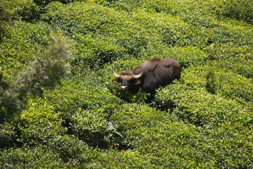 Buffle dans une plantation de thé Buffle dans une plantation de thé