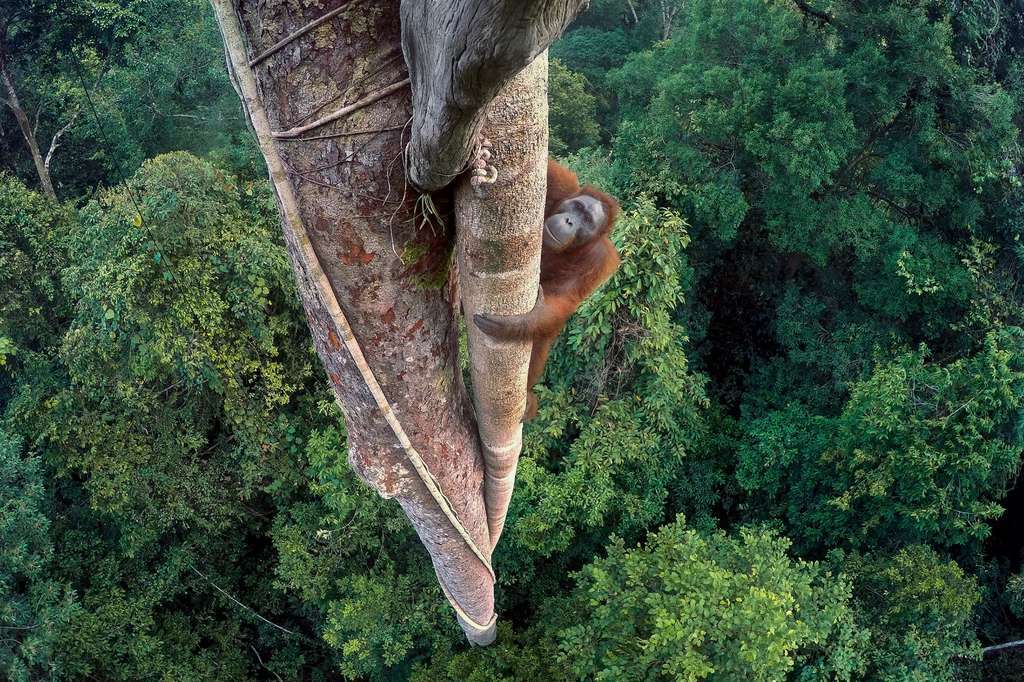 Dans la forêt de Bornéo, qui se réduit comme peau de chagrin au profit de l’industrie de l’huile de palme, un jeune mâle orang-outan vient faire ses courses. © Tim Laman, 2016 Wildlife Photographer of the Year