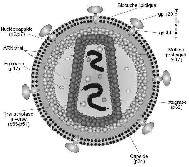 Ce schéma représente le VIH et ses différents compartiments. Son génome, sous forme d'ARN simple brin, est bien abrité derrière la capside. © Daniel Beyer, traduit par Idarvol, Wikipédia, cc by sa 3.0