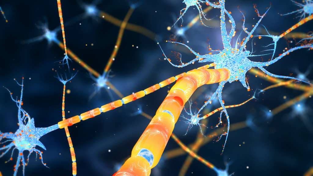 Les cellules de Schwann (en orange) entourent les axones des neurones du système nerveux périphérique. Elles sont responsables de leur myélinisation. © viktorov.pro, Adobe Stock