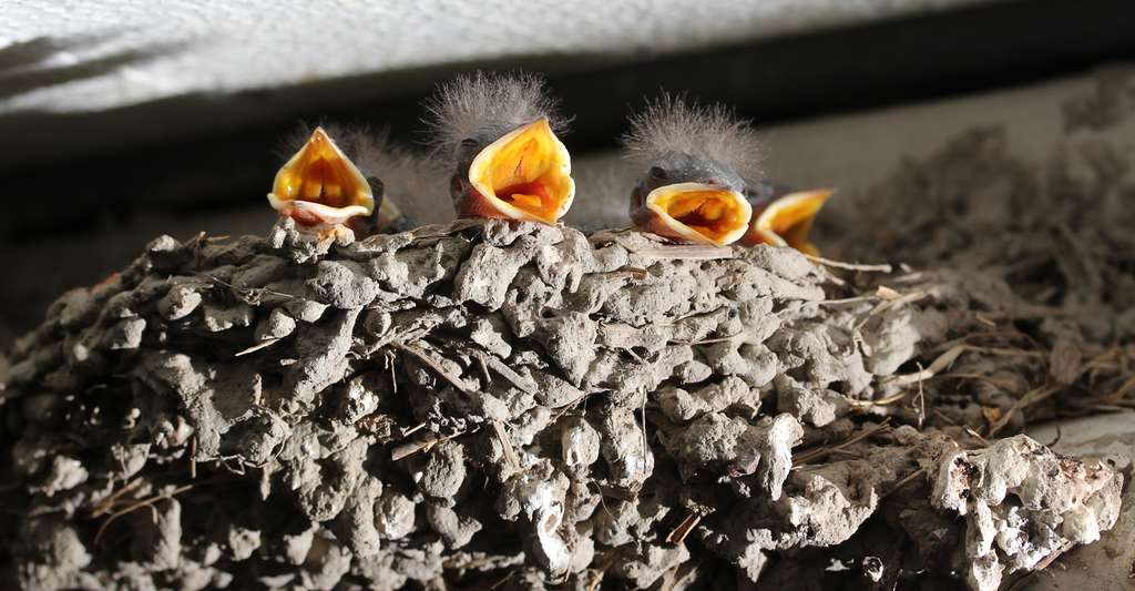 L Hirondelle Rustique Hirundo Rustica Dossier