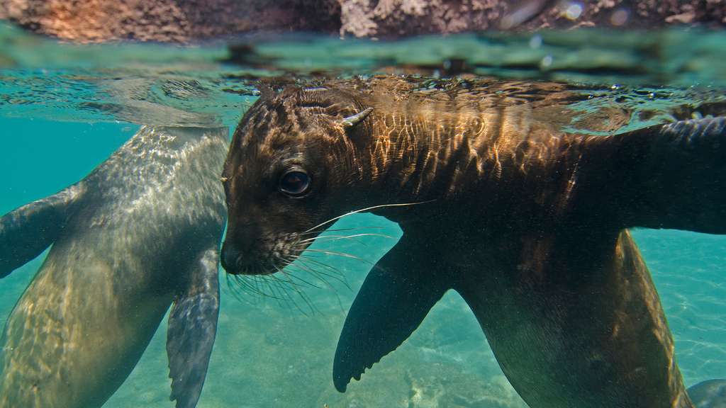 Deux otaries des Galápagos Deux otaries des Galápagos