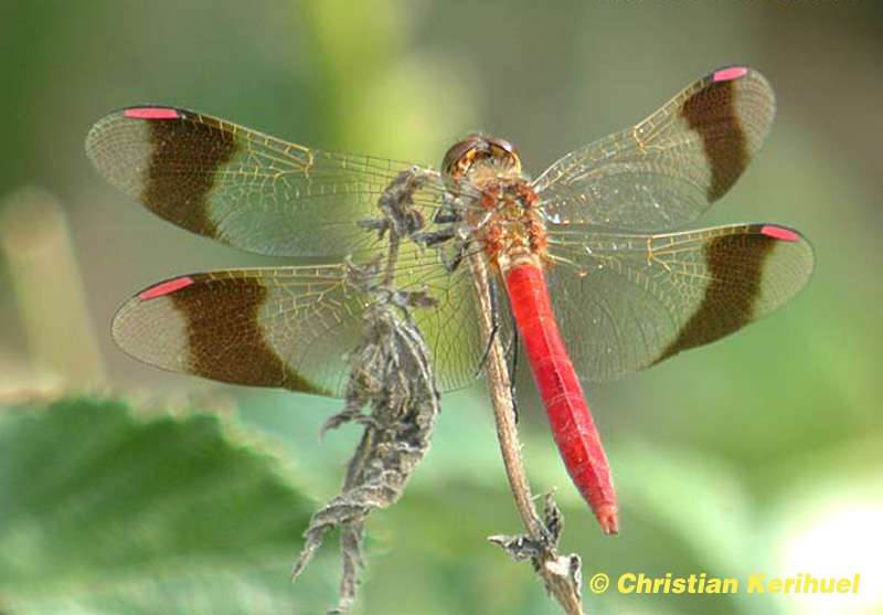 Sympétrum du Piémont (Sympetrum pedemontanum) Sympétrum du Piémont (Sympetrum pedemontanum)