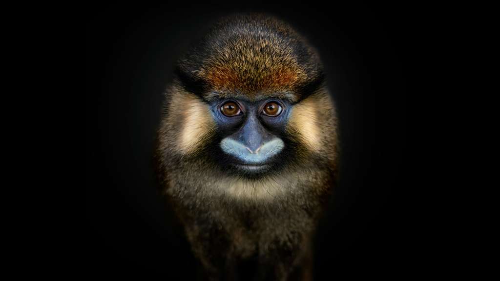 Le Moustac, un primate moustachu Le Moustac, un primate moustachu