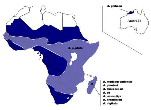 Aire de répartition des huit espèces de baobab en Afrique, Madagascar et Australie. Des jeunes plants d'Adansonia fony et za sont aussi cultivés. De couleur bleue, les pays où le genre Adansonia est présent. La délimitation blanche désigne la zone approximative où les peuplements de baobab sont les plus importants dans ces mêmes pays ; la limite nord correspondant au Sahara.