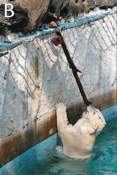 Un ours polaire utilise un outil en captivité afin d'accéder à de la nourriture. © Stirling et al, 2021
