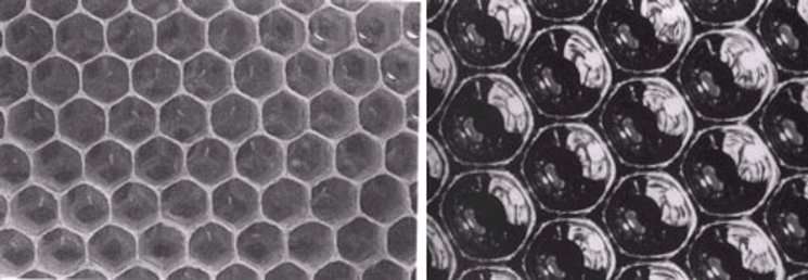 L'exemple des ruches d'abeilles : les cellules dans les ruches ont une forme hexagonale parfaite. © DR