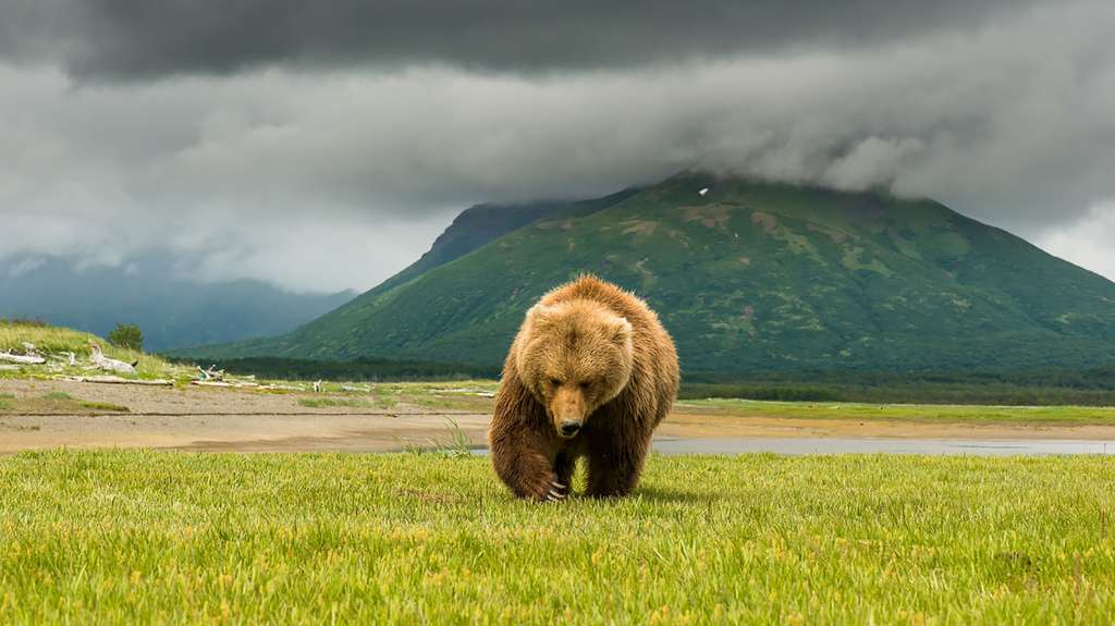 Le grizzli, un animal puissant et très impressionnant