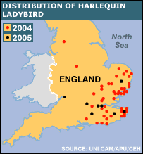 Populations de Harlequin Ladybird