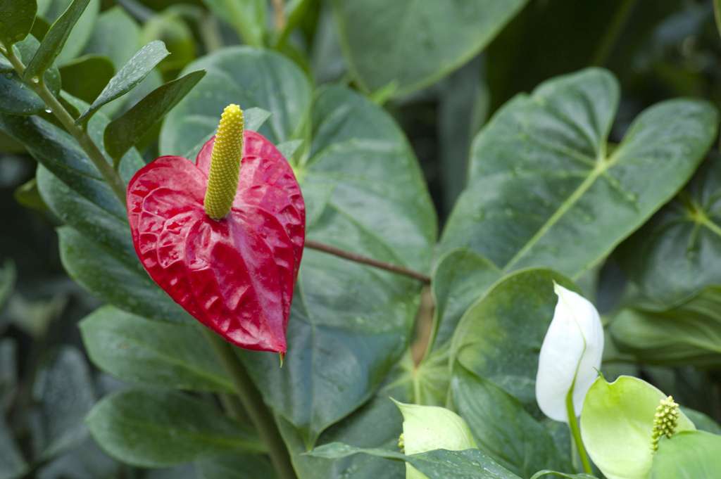 Anthurium Anthurium