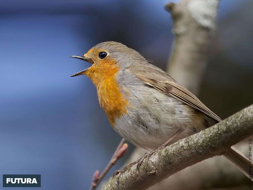 Fond Décran Rouge Gorge European Robin