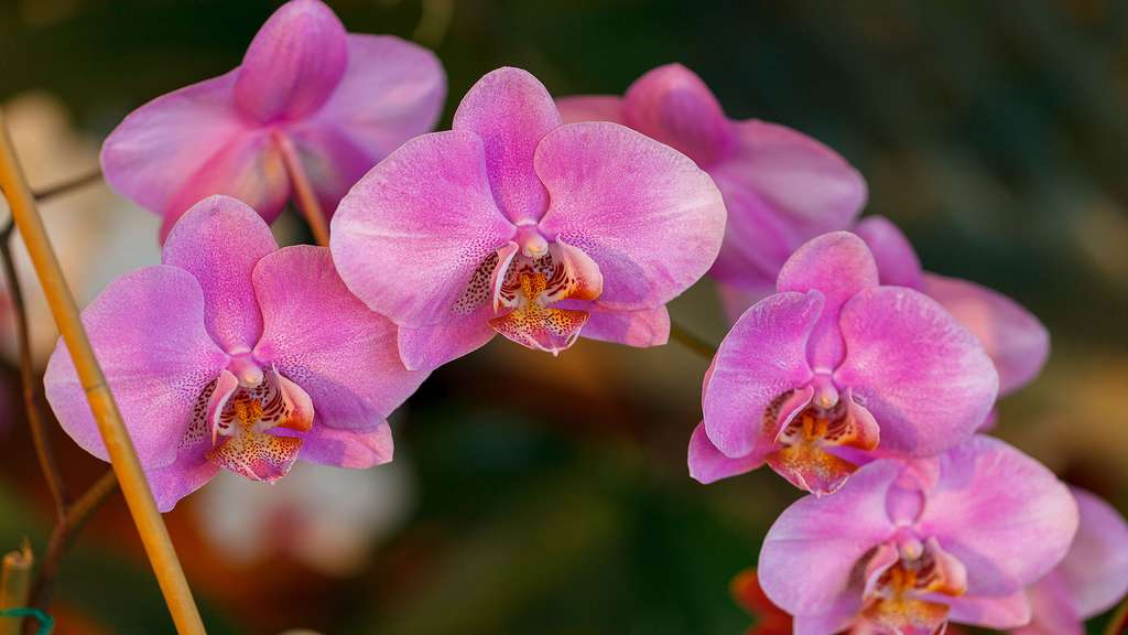 Orchidée Bollea coelestis