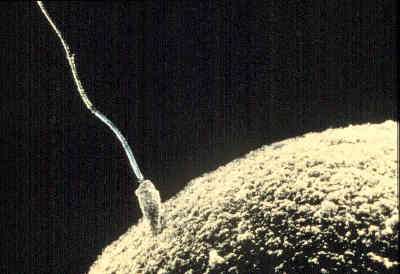 Le spermatozoïde est beaucoup plus petit que l'ovule qu'il est en train de féconder, notamment grâce à un empaquetage très condensé de l'ADN autour des protamines. Crédits DR