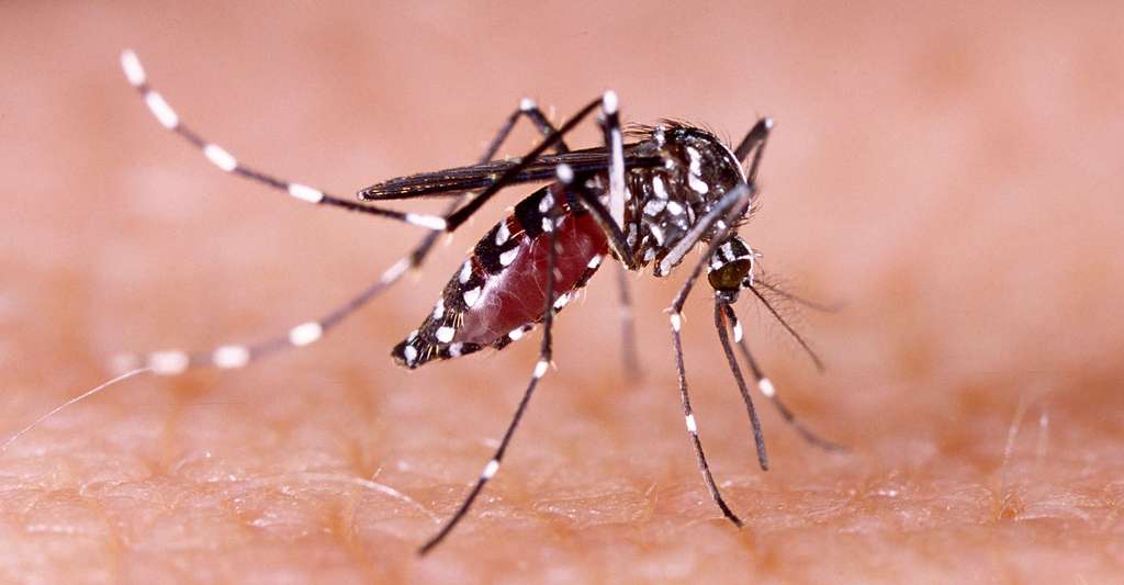 Quels sont les risques d'une piqûre de moustique ? Ici, Aedes aegypti, vecteur principal de la dengue, de Zika, du Chikungunya et de la fièvre jaune. © Tacio Philip Sansonovski, Shutterstock