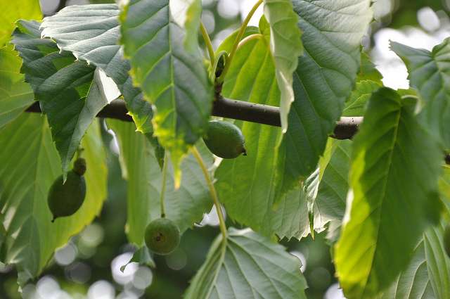 Fruits de l'arbre aux mouchoirs. © douneika, Flickr CC by nc sa 2.0