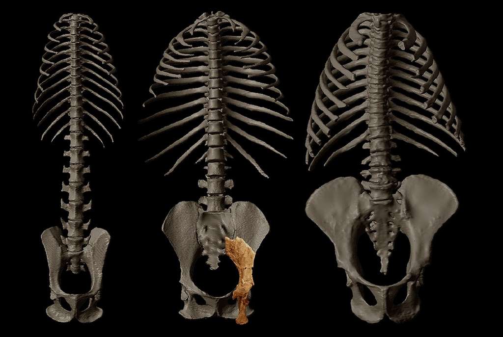 Le bassin est l’un des os les plus informatifs du squelette — il donne notamment des informations sur la posture et les techniques de déplacement —, mais aussi l’un des moins préservés à travers le temps. Ici, un bassin de Rudapithecus au centre, de macaque à gauche et d’orang-outan à droite. © Université du Missouri