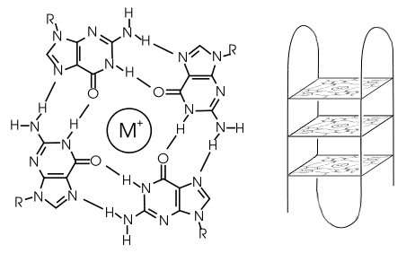 L Adn G Quadruplexe A 4 Brins Existe Bien Dans Les Cellules Humaines