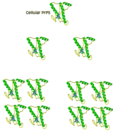 Le changement de conformation de la forme normale (verte) à la forme anormale (rouge) du prion se fait de proche en proche par simple contact. © www.wiley.com