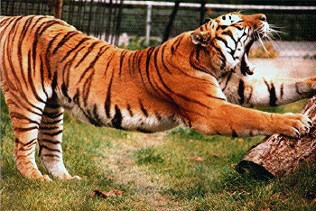Pandiculation d'un tigre. © DP