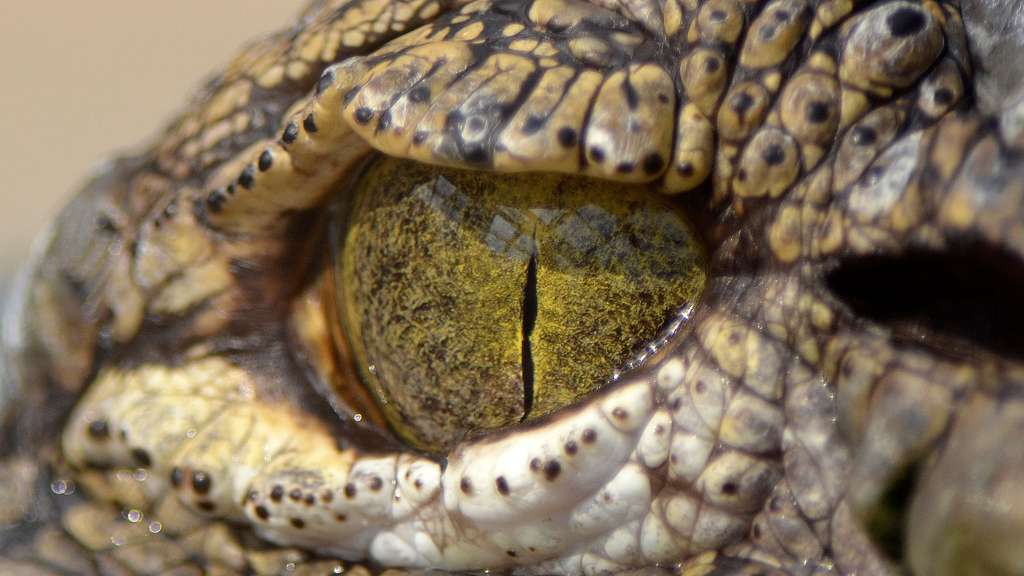 L'œil jaune du crocodile