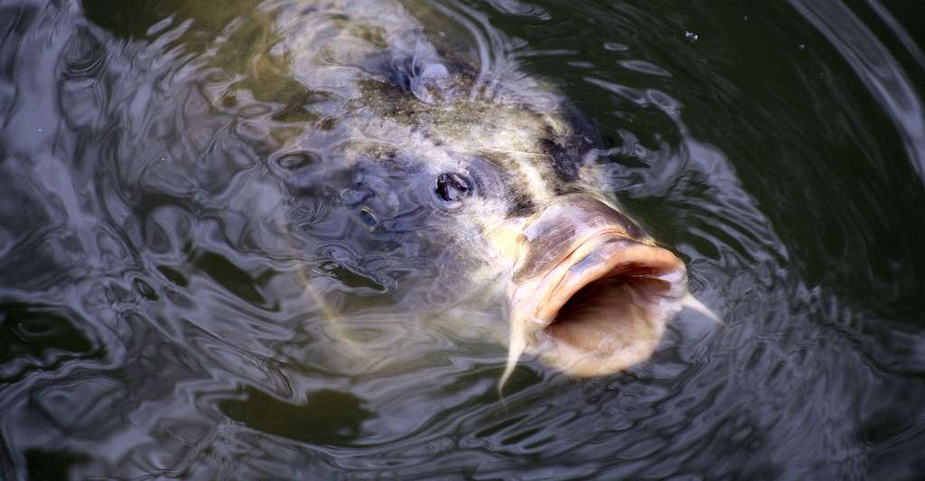 La carpe est un poisson d'eau douce de la famille des cyprinidés. © Lisa, CC by-nc 2.0