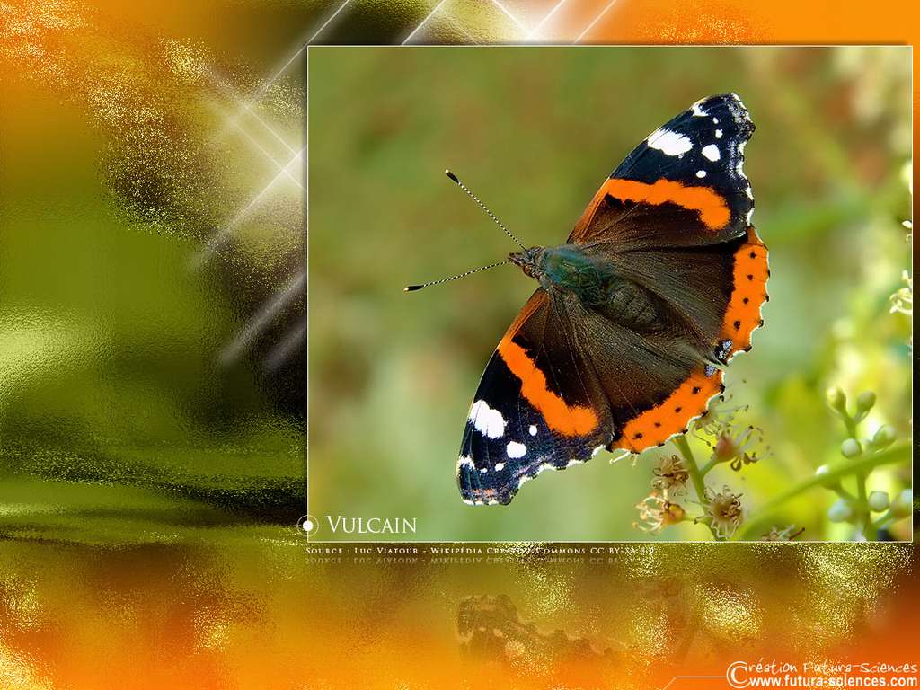 Papillon vulcain Papillon vulcain