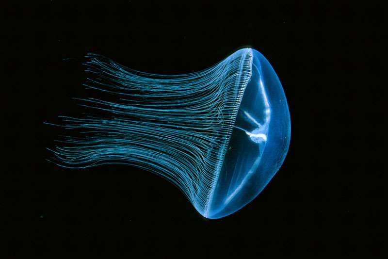 La méduse Mitrocoma cellularia La méduse Mitrocoma cellularia