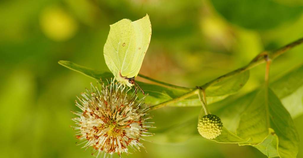 Papillon citron Gonepteryx rhamni. © Mariola Anna S, Shutterstock