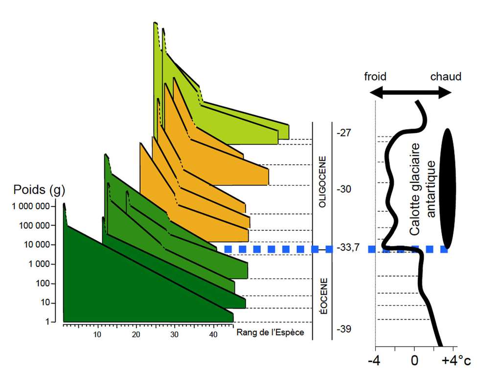 Parallèle entre les variations de température et les cénogrammes des mammifères en Europe lors de la grande coupure Éocène-Oligocène. © Gilles Escarguel, Jean-Louis Hartenberger